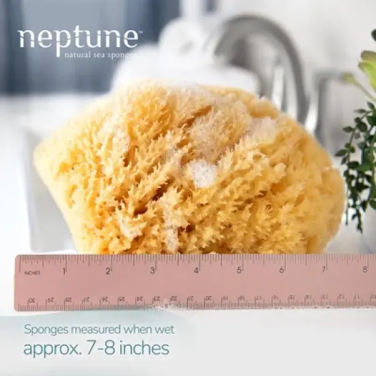 Neptune Caribbean Sea Sponge 2 Pack, Extra Large, Approx. 7-8 inches image {1}