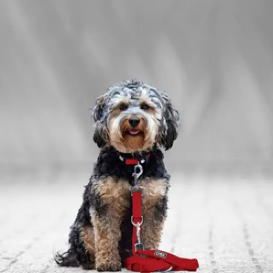 DDOXX 6.6 ft 3-Way Adjustable Extra Small Nylon Dog Leash - Red image {1}