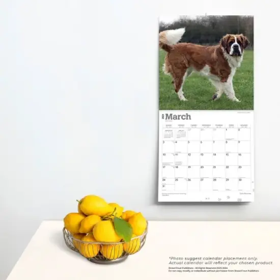 Browntrout 2024 Wall Calendar 12"x12" Saint Bernards image {3}