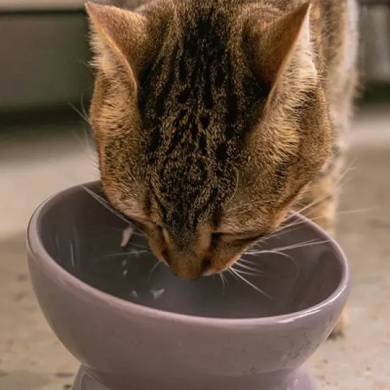 Dexypaws: Elevated Ceramic Cat Bowl, Lilac Ash, 7oz, Pet Feeding Dish image {5}
