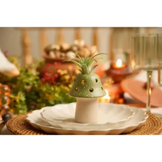 LiveTrends Fairy Ring Live Houseplant image {1}