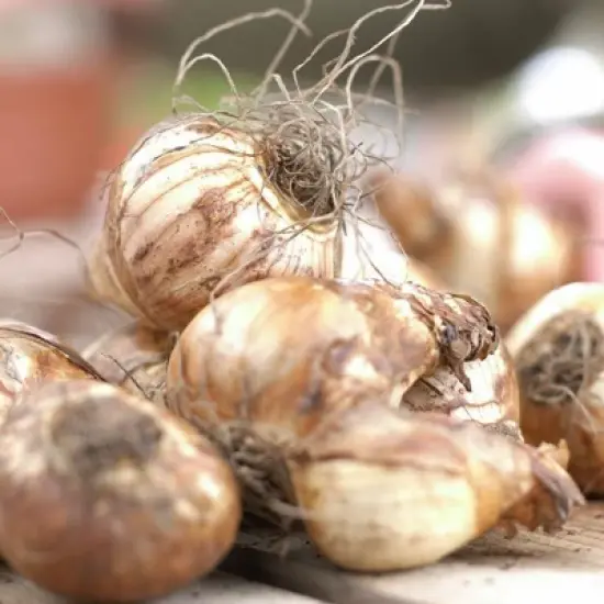 Van Zyverden Set of 12 Daffodils Bulbs Golden Ducat image {1}