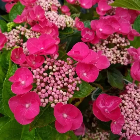 National Plant Network Live Outdoor 4" Cherry Explosion Hydrangea Plants - 3ct image {2}