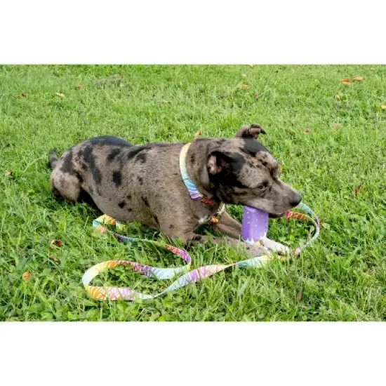 Country Brook Petz Premium Fashion Zebra Dog Collar image {1}