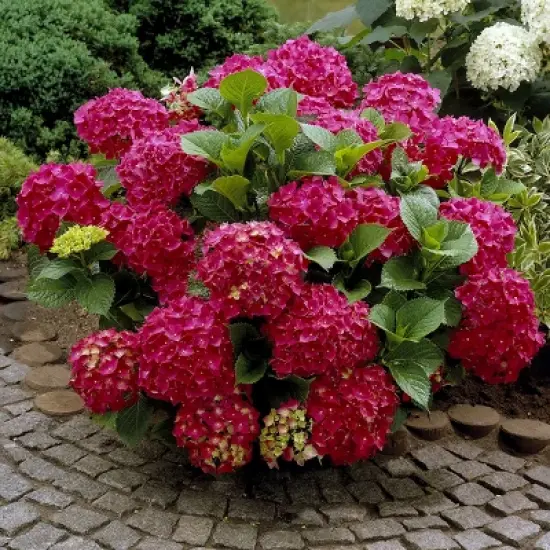 3pc Hydrangea Red Beauty - National Plant Network image {1}