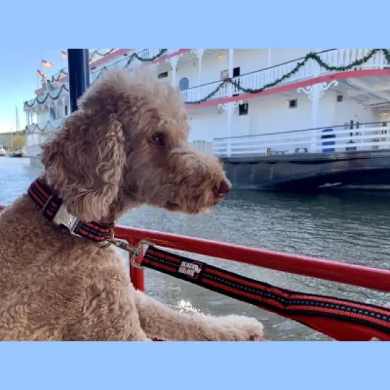 Black Rhino Dog Leash 5ft Long Double Handle w/ Reflective Lead - Aqua image {2}