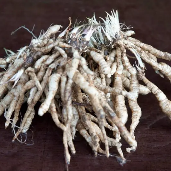 3ct Hosta Guacamole Roots - Van Zyverden image {1}