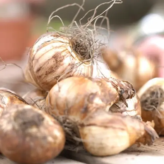 Daffodils Dutch Master Set of 25 Bulbs - Yellow - Van Zyverden image {1}