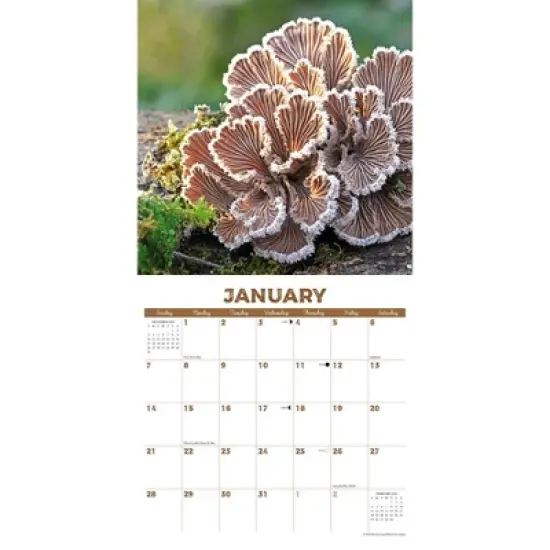 Willow Creek Press 2024 Wall Calendar 12"x12" The Art of the Mushroom image {2}