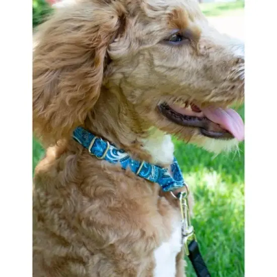 Country Brook Petz Martingale Dog Collar - Paisley Collection image {1}