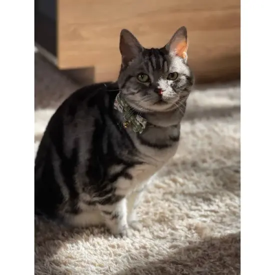 Necoichi Hanami Bow Tie Cat Collar image {6}