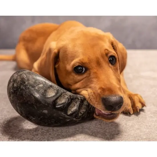 Buffalo Hornz Natural Water Buffalo Horn Chew Dog Treat Medium - 1ct image {3}