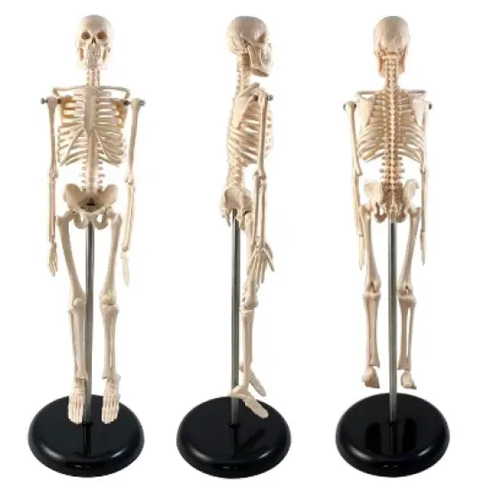 Supertek Human Skeleton Model with Key, 17" image {1}