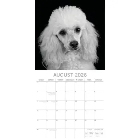 2026 Square Wall Calendar, Dog Portraits, 16-Month Black and White Photos with 180 Reminder Stickers (12x12 In) image {2}