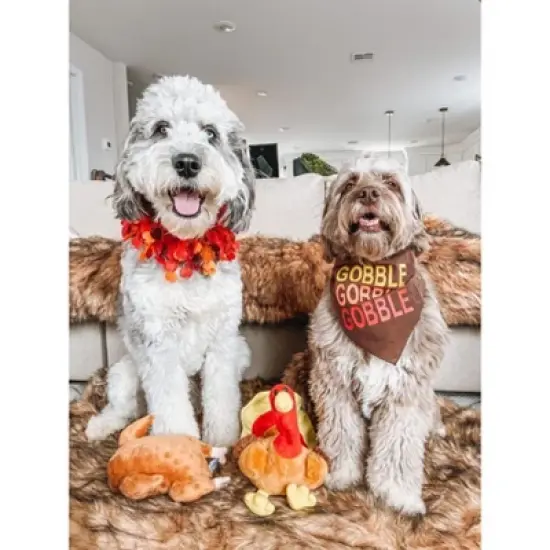Midlee Thanksgiving Turkey Decorative Dog Collar image {4}