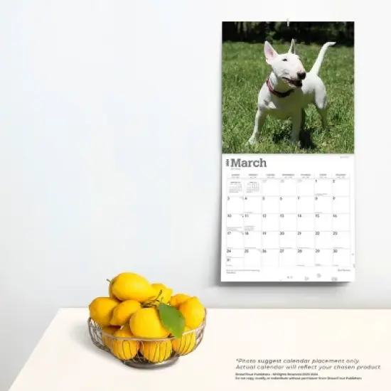 Browntrout 2024 Wall Calendar 12"x12" Bull Terriers image {3}