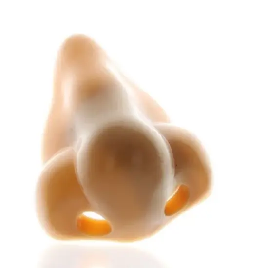 Fun Express Nose Pencil Sharpener 12 Pieces image {3}