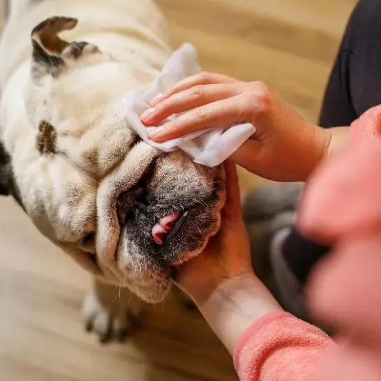 Inspire Naturals Pet Wipes for Dogs and Cats 100% Natural Plant Based with Organic Antioxidants, Dog Wipes/Cat Wipes | Puppy Wipes image {5}