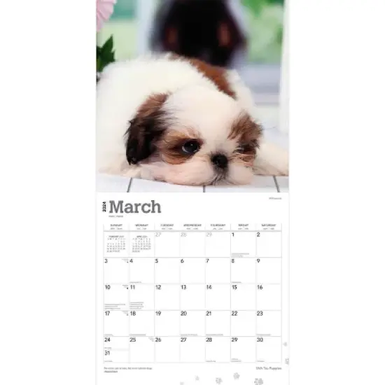 Browntrout 2024 Wall Calendar 12"x12" Shih Tzu image {2}