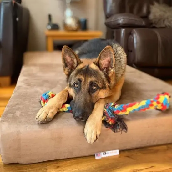 Big Barker 7" Orthopedic Dog Bed - Headrest Edition image {2}