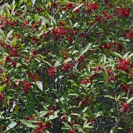 National Plant Network Live Outdoor Anise Tree Plant - 1ct 3 gal image {2}