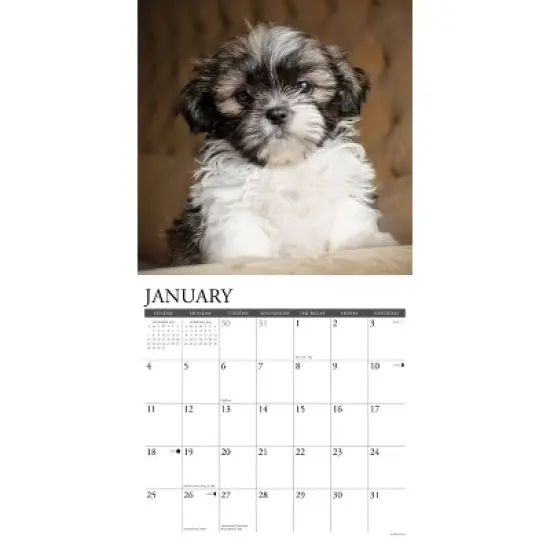 Willow Creek Press 2026 Shih Tzu Puppies Wall Calendar image {2}
