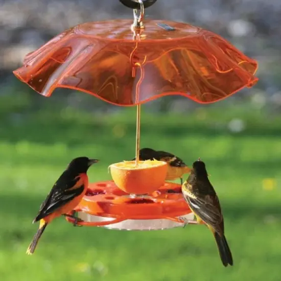 Birds Choice 12oz Oriolfest Translucent Top Weatherguard Oriole Bird Feeder 13" Orange: Polycarbonate, Easy to Hang, Weather-Resistant image {4}