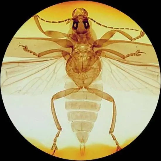 Dual Halogen Light Stereo Microscope with 20X to 80X Magnification - AmScope image {6}