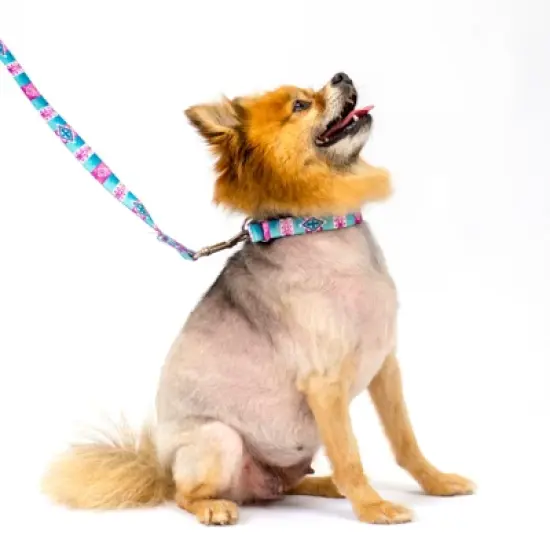 Country Brook Petz Albuquerque Martingale Dog Collar and Leash image {1}