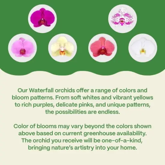 Live 5" Wave Orchid Potted Plant (Colors May Vary) - Good Little Garden&trade; image {4}