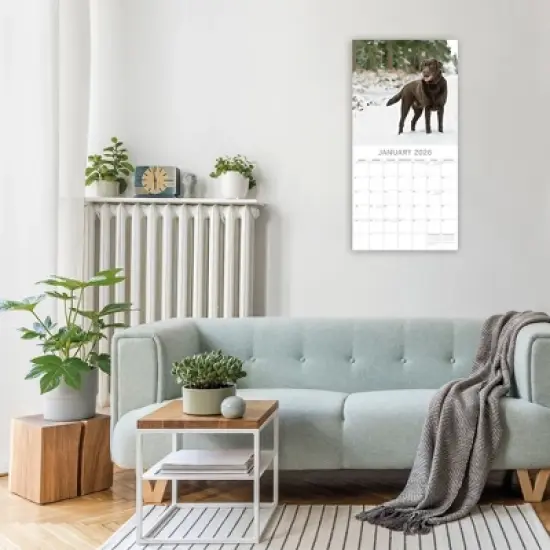 2026 Square Wall Calendar, Labradors, 16-Month Animals Theme with 180 Reminder Stickers (12x12 In) image {1}