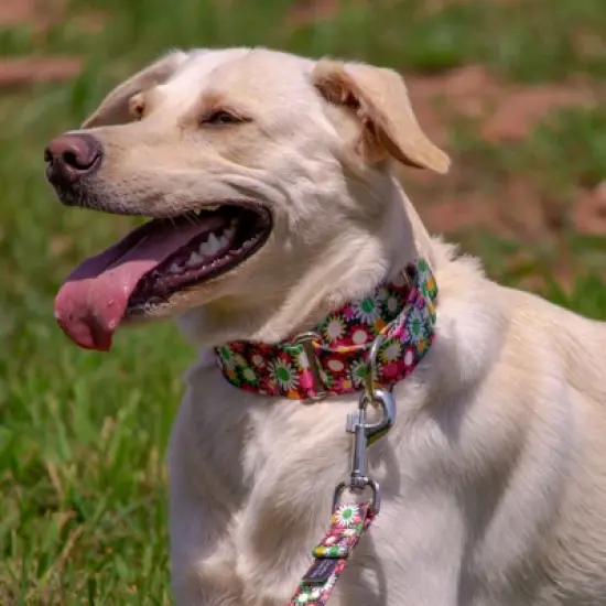 Country Brook Petz HossFit Jr Wide Martingale Dog Collar - Floral Collection image {1}