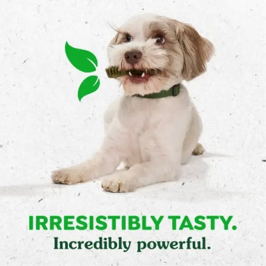 Greenies Pumpkin Spice Flavor Petite Dental and Hard Chews Dog Treats - 6oz/10ct image {5}