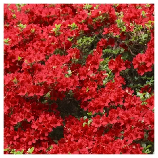 Azalea Midnite Flare 1pc - National Plant Network U.S.D.A Hardiness Zone 7-9: Sun/Shade Tolerant, Nursery Pot Included image {2}