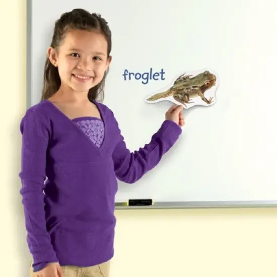 Learning Resources Giant Magnetic Frog Life Cycle, Ages 5+ image {3}