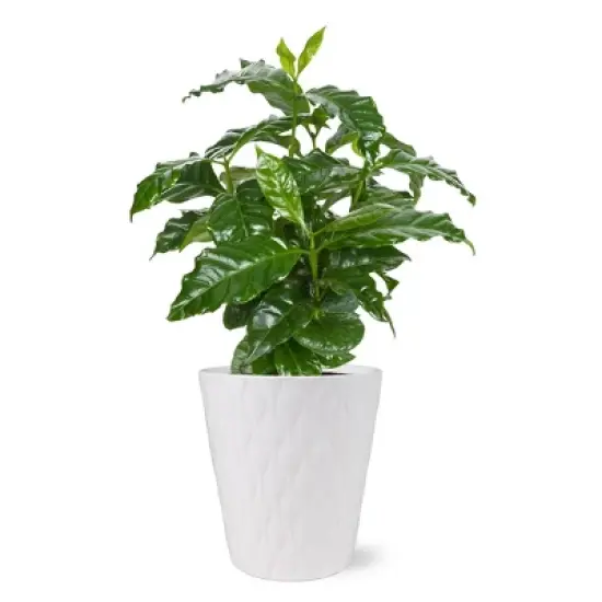 Live 5" Coffee Arabica Houseplant in White Planter image {5}