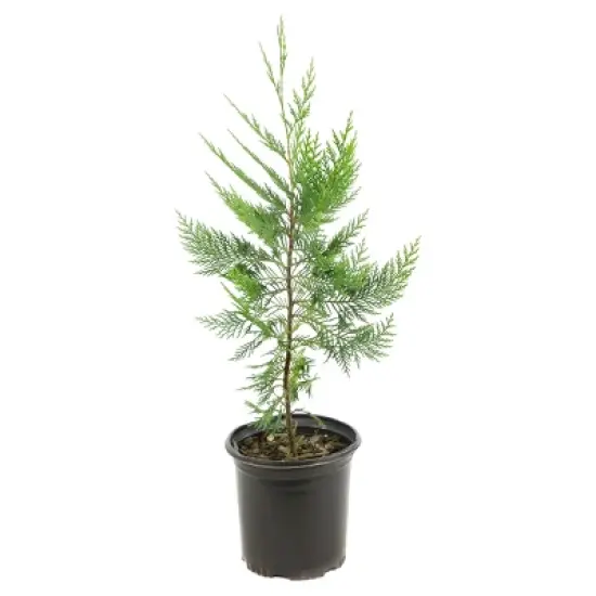 Cypress 'Leyland' 1pc - National Plant Network U.S.D.A Hardiness Zone 5-9 - 2.5 Quart image {1}