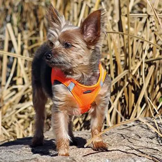 Doggie Design American River Solid Ultra Choke Free Dog Harness - Hunter Orange image {1}
