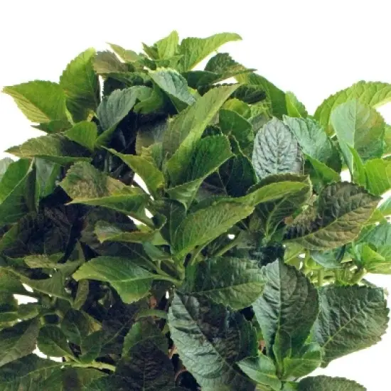 National Plant Network Live Outdoor 4" Cherry Explosion Hydrangea Plants - 3ct image {7}