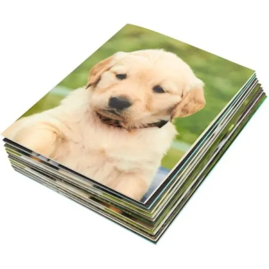 Blue Panda 12 Pack of 2 Pocket Folders with Puppies, Letter Size Dog Folders with Pockets for School, Office (6 Designs, 12 x 9.5 Inches) image {1}