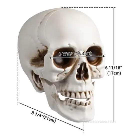 Yescom Yesocm 4 Pcs Life Size Skeleton Skull Halloween Realistic Human Model Moving Jaw Outdoor Indoor Decorations image {8}