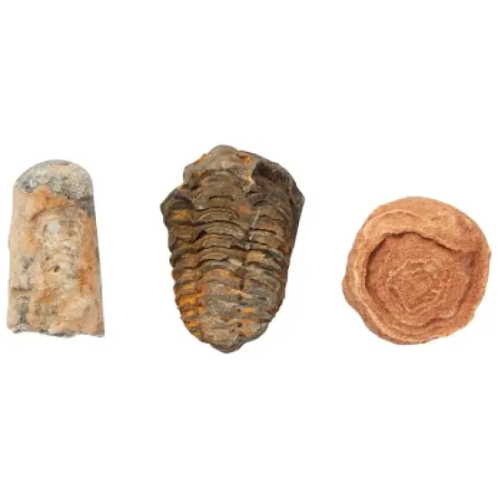 Okuna Outpost 20 Pack Real Bone Replicas from Morocco, Trilobite, Orthoceras, Shark Tooth, Ammonite image {6}