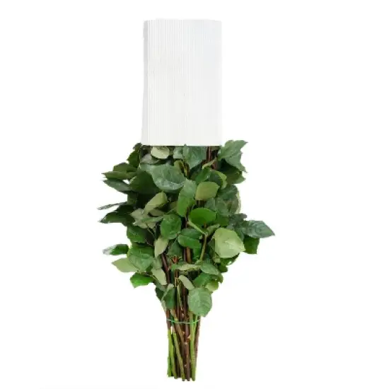 Fresh Cut Roses - 50 Stems image {7}