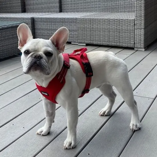 Air Frontier Mesh Dog Harness with Steel Leash D-Ring, Reflective Stitching, and Lightweight Breathable No-Pull Design, Adjustable Neck and Chest Straps for Small to Large Breeds image {4}