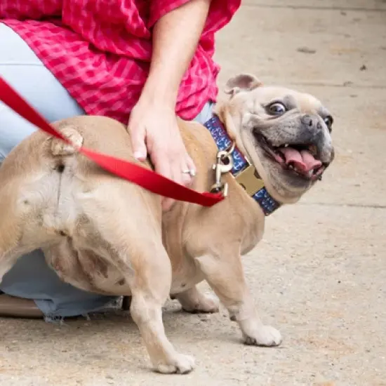 Country Brook Petz Signature Dog Collar Collection image {4}