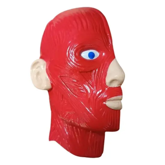 The Purple Cow The Human Body Advent Calendar: Educational Paper & Cardboard Winter Display image {11}