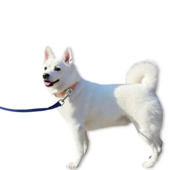 Unique Bargains Training Dog Leash 16.4ft Blue 1 Pc image {1}