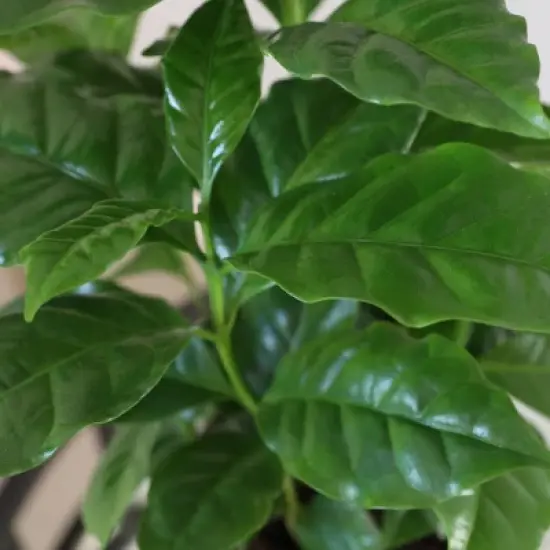 Live 5" Coffee Arabica Houseplant in White Planter image {1}