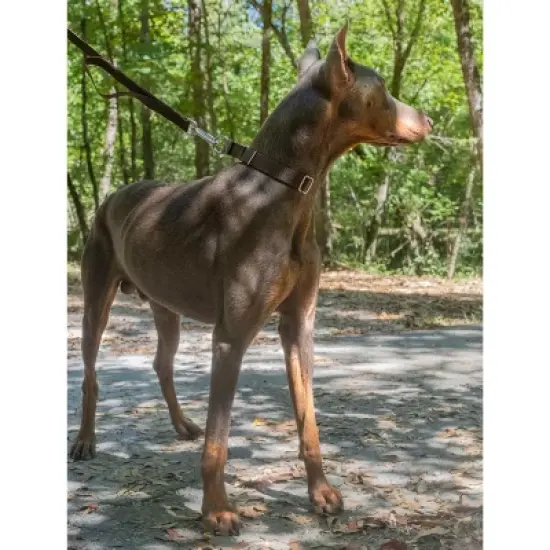 Country Brook Design Martingale Heavyduty Nylon Dog Collar image {2}