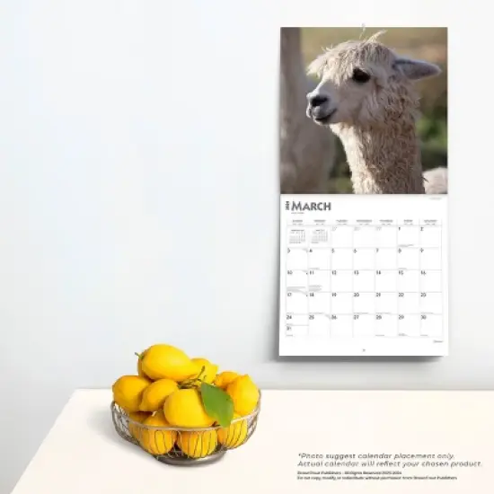 Browntrout 2024 Wall Calendar 12"x12" Llamas image {3}